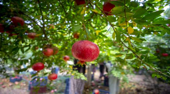 Batı Akdeniz'den 20 milyon dolarlık nar ihracatı