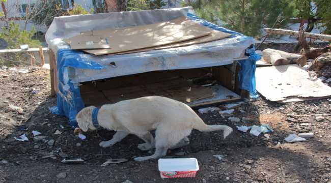 Beypazarı'nda yaralı köpeğe çocuklar sahip çıktı