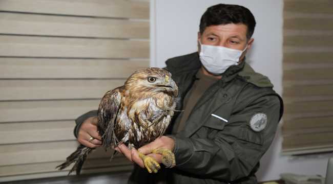 Çubuk'ta baraja düşen yaralı şahin kurtarıldı