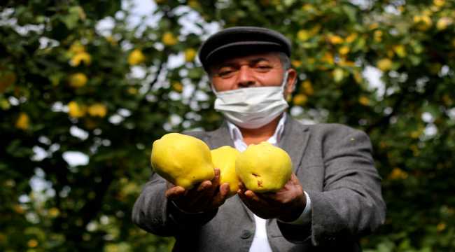 Dalında satılan Şahinkaya ayvası 10 ülkeye ihraç ediliyor