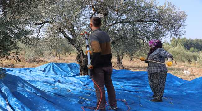 Zeytinin yağa yolculuğu başladı