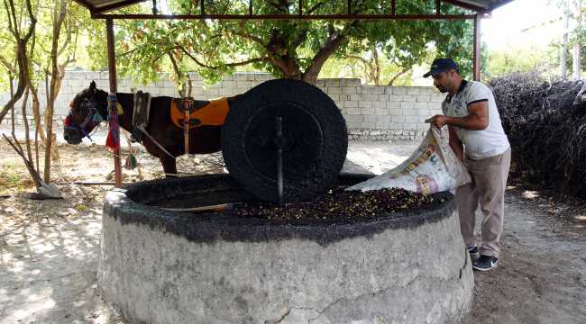Geleneksel yöntemlerle sıkılan doğal zeytinyağı pazar sıkıntısı yaşamıyor