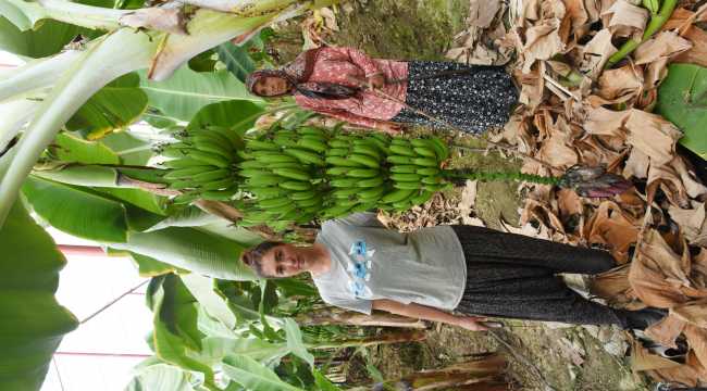 Girişimci kadın, devlet desteğiyle muz üreticisi oldu 