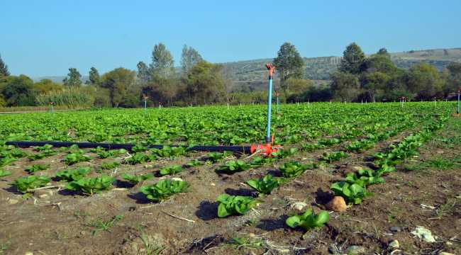 Hataylı üretici marul veriminden memnun