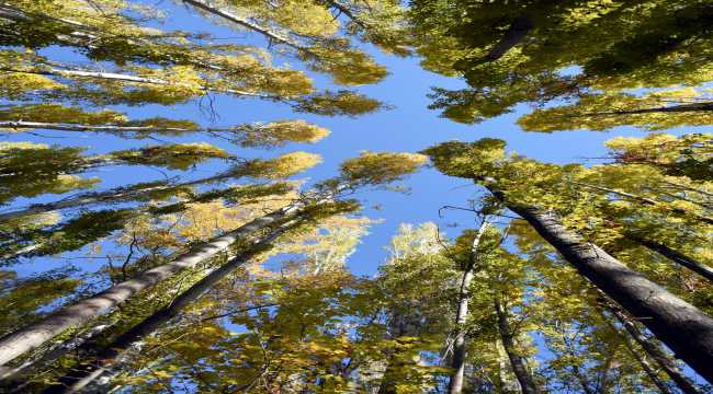 Ihlara Vadisi'nde sonbahar