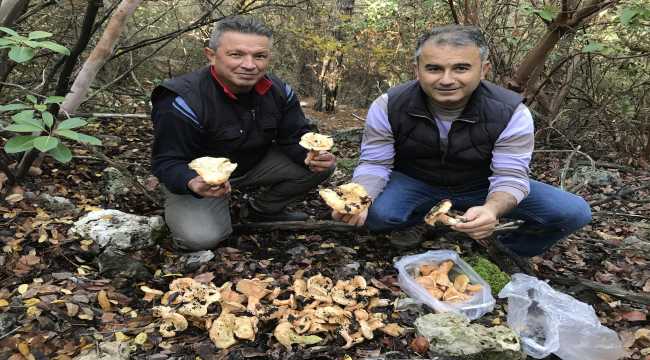 Kaş'ta mantarlar doğada yüzünü göstermeye başladı
