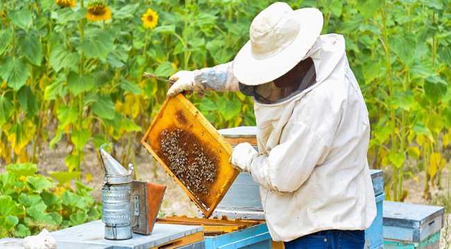 Kayseri'nin Özvatan çiçek balı tescillendi