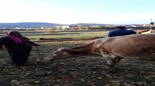 Konya'da üzeri açık kuyuya düşen inek itfaiye ekiplerince kurtarıldı