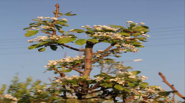 Armut ağaçları kasım ayında çiçek açtı