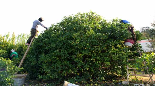 Mersin'de Lamas limonu hasadına başlandı