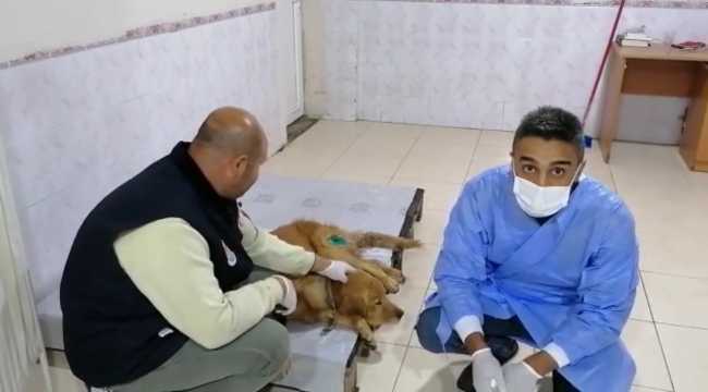 Mersin'de tüfekle vurulan köpek tedavi altına alındı 