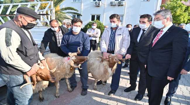 Osmaniye’de besicilere koç dağıtıldı 