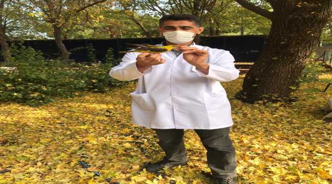 Osmaniye'de yaralı bulunan sarıasma kuşu tedaviye alındı