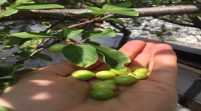 Seydişehir'de kasım ayında meyve veren erik ağacı görenleri şaşırttı
