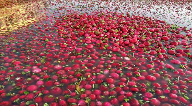 Tescilli Kadirli turpunda hasat mutlu başladı