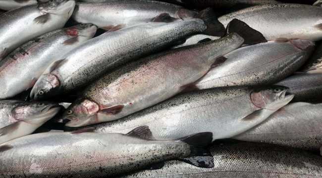 Türkiye'de üretilen somonların ticari ismi için 