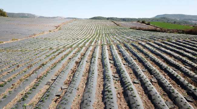 Yayladağı çileğinden çerez, reçel ve pestil yapılarak yurt dışına pazarlanacak 