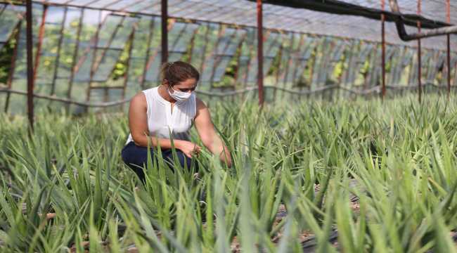 Yüzündeki kızarıklıkları geçirdiğini düşündüğü bitkinin üreticisi oldu