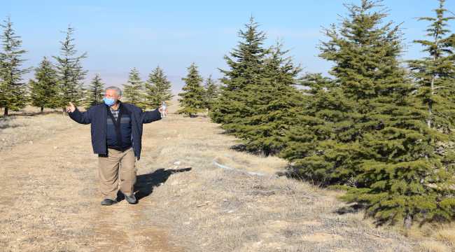 Ağaç sevgisi bozkırın ortasında küçük bir ormana dönüştü