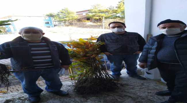 Akıncılar'da 3 bin adet kestane fidanı dağıtıldı