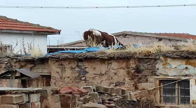 Ahırın damına çıkan inek, AFAD ekiplerince kurtarıldı