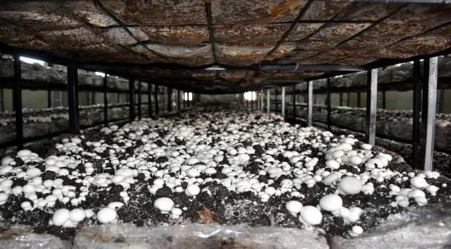 Aksaray modern seralarda yetiştirilen mantarcılıkta markalaşmak istiyor