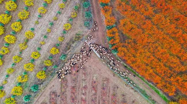 Amanoslar sonbahar renkleriyle kartpostallık görüntüler oluşturdu 