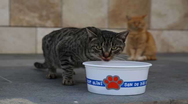 Antalya'da sokak hayvanları unutulmadı