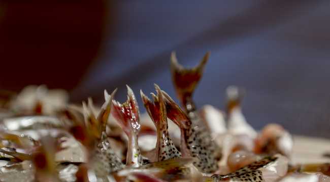 Antalyalı balıkçılar, 