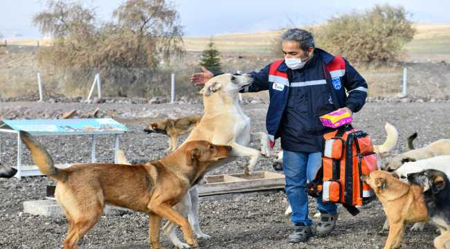 Başkentte hayvan barınaklarındaki 