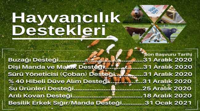 Beypazarı'nda hayvan yetiştiricileri için 