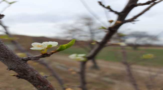 Beyşehir'de erik ağacı Aralık ayında çiçek açtı