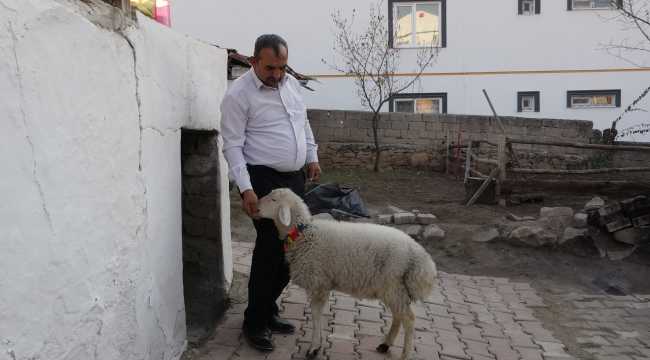 Biberonla besleyip büyüttüğü kuzusu 