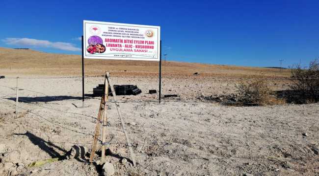 Bozkır araziler aromatik bitkilerle orman köylülerine gelir getirecek