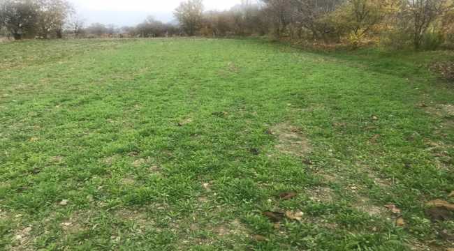 Burdur'da izinsiz ekilen 100 bin kök haşhaş imha edildi 