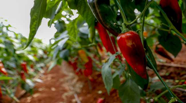 Dijital Tarım Pazarı üreticinin yüzünü güldürdü