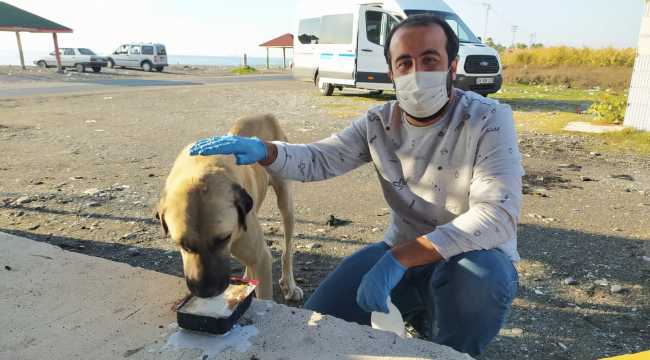 Dörtyol'da sokak hayvanları için mama bırakıldı