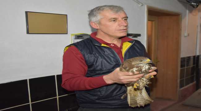 Eskişehir'de doğada bulunan ve felç geçirdiği düşünülen doğan kuşunun tedavisine başlandı 