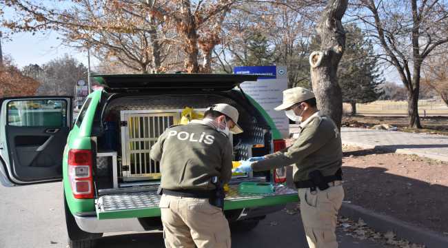Eskişehir'de sokağa çıkma kısıtlamasında sokak hayvanlarına mama desteği