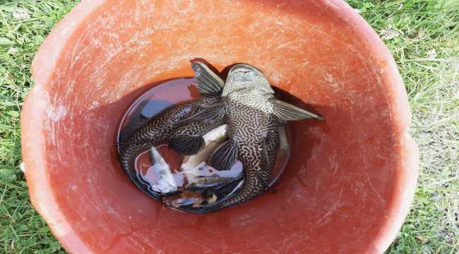 Uzmanlar İstilacı iki balık türünü keşfetti