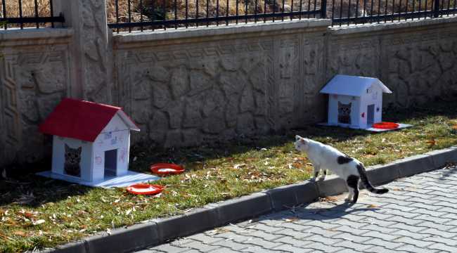 Gençler, Kovid-19 salgını sürecinde sokak kedilerini unutmadı