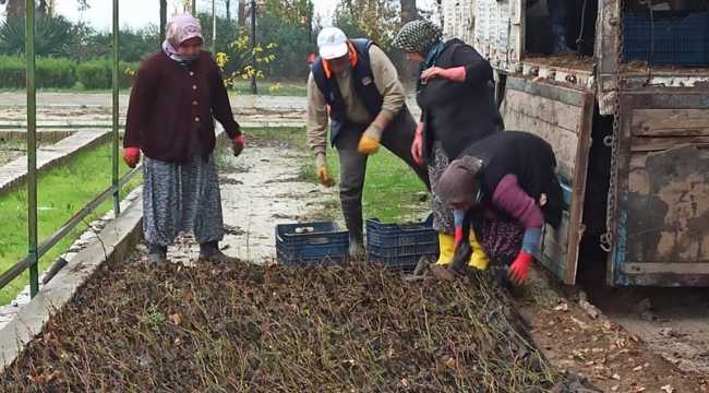 Hatay'da 5 bin ıhlamur fidanı dağıtıldı