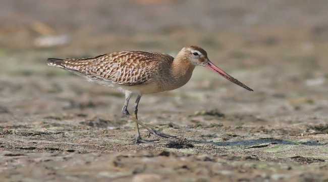 Hatay'da görüntülenen 2 yeni kuşla kayıt altına alınan tür sayısı 372'ye ulaştı