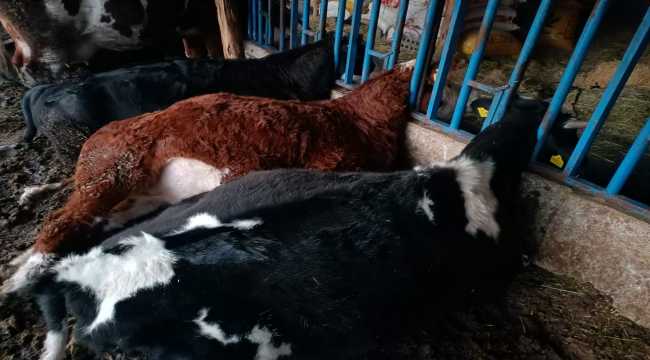 Elektrik akımına kapılan 7 büyükbaş hayvan telef oldu