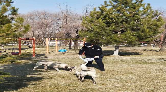 Güneydoğuda sokak hayvanları unutulmadı