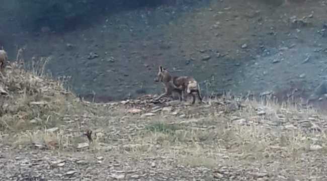 Kahramanmaraş'ta aç kalan tilki, mahallede yiyecek aradı