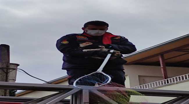 Kahramanmaraş'ta ağaçta mahsur kalan kediyi itfaiye kurtardı