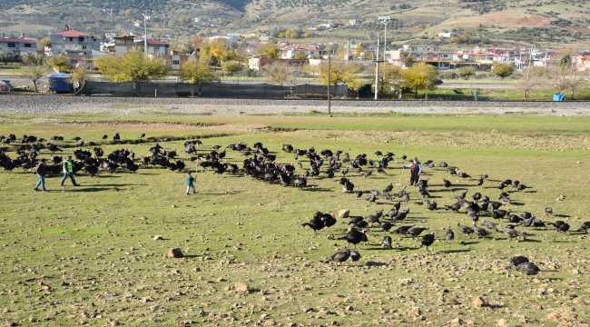 Kahramanmaraş'ta hindi üreticileri satıştan memnun