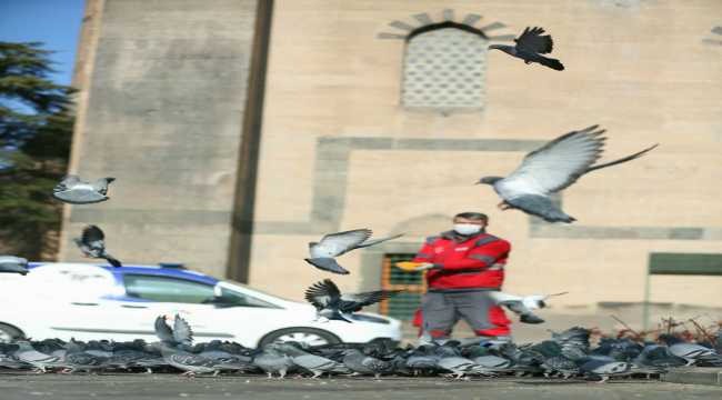 Kayseri'de sokağa çıkma kısıtlamasında sokak hayvanları unutulmadı