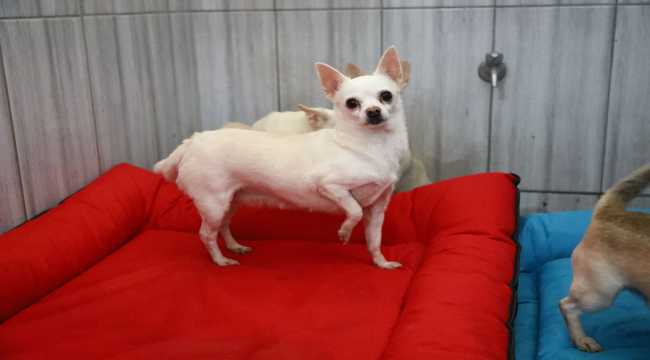 Keçiören'deki sevimli köpeklerin minder keyfi